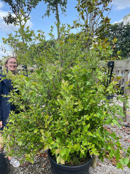 Betula Nigra Multi Stem 150/175cm Rootballed