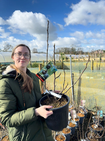Ficus Carica 9 Litre Pot