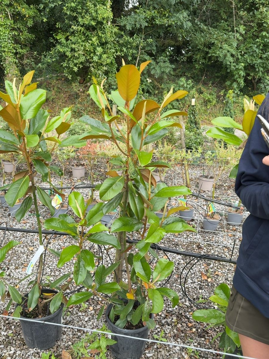 Magnolia Grandiflora Goliath 9 Litre Pot