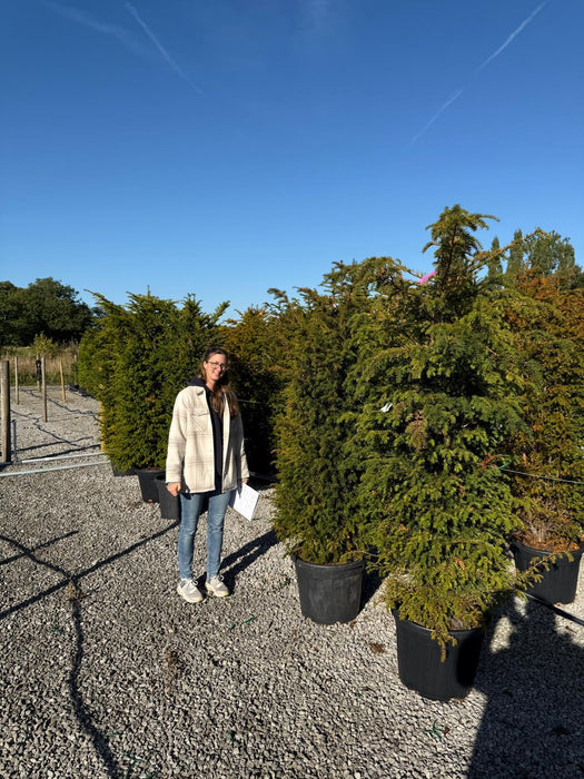 Yew Hedging 160/180cm 45 Litre Pot