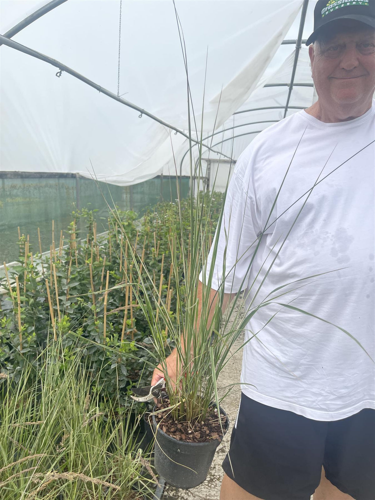 Calamagrostis Overdam 3 Litre Pot