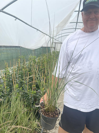 Calamagrostis Overdam 3 Litre Pot