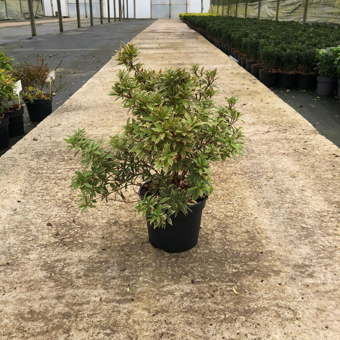 Pieris Japonica Little Heath 3 Litre Pot