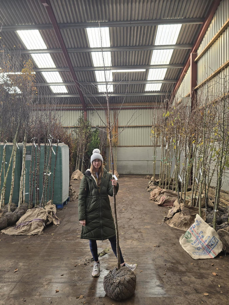 Prunus Avium Plena Standard  8/10 cm Girth