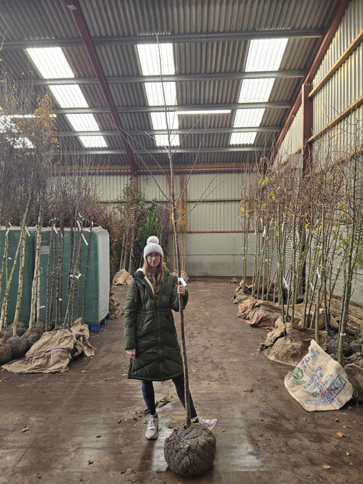 Prunus Avium Plena Standard  8/10 cm Girth Rootballed