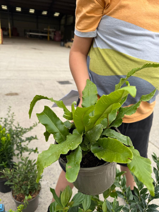 Asplenium Scolopendrium 2 Litre Pot