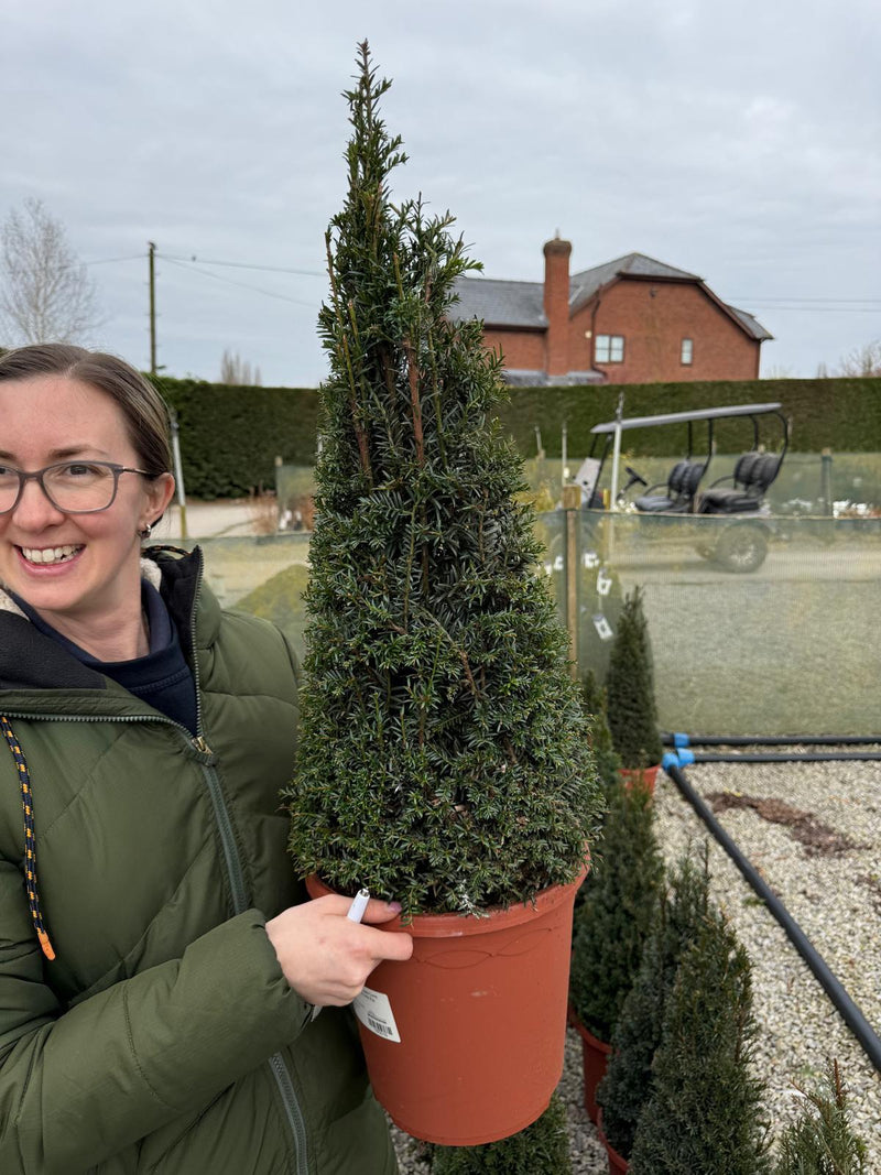 Yew Taxus Baccata Cone 60/70cm 10 Litre Pot