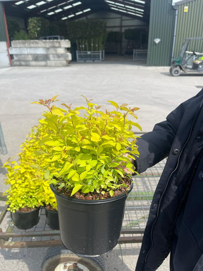 Spiraea Golden Princess 3 Litre Pot