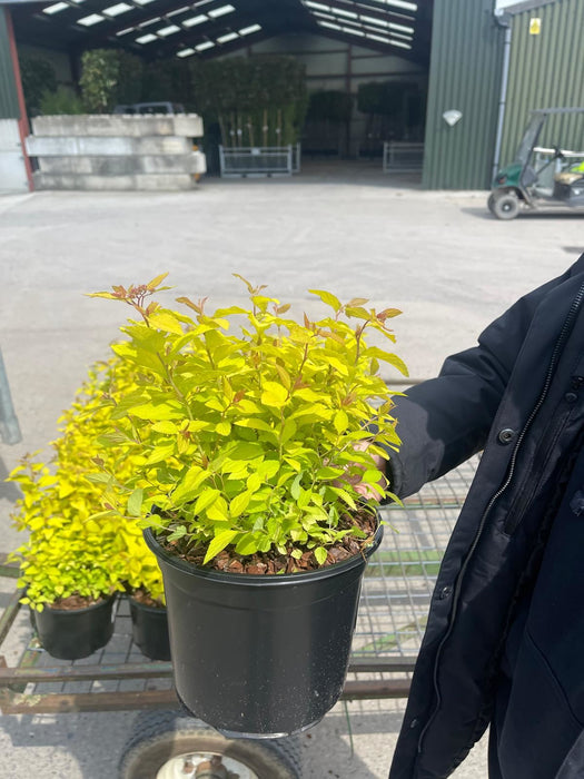 Spiraea Golden Princess 3 Litre Pot