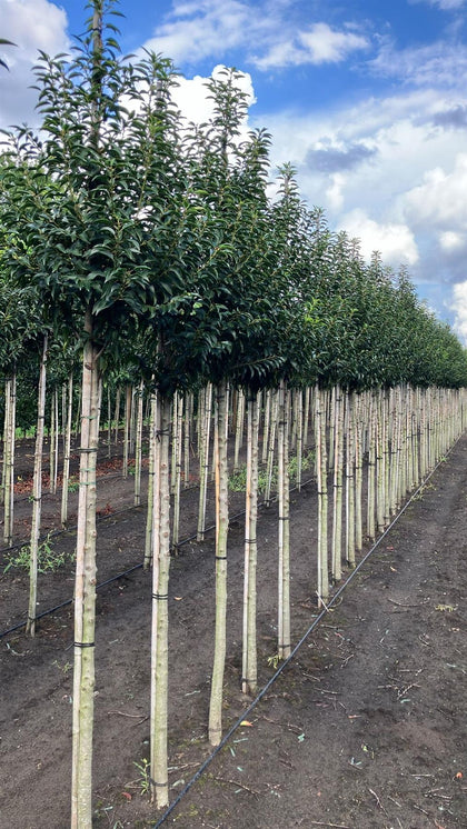 Prunus Lusitanica Brenelia Standard 150cm Stem Root Ball Feb/March Del