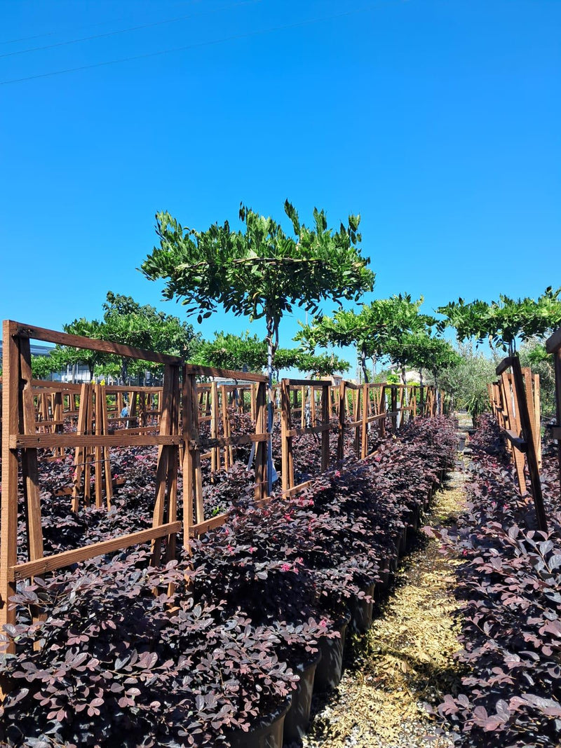 Wisteria Sinensis Umbrella Standard 30L Pot