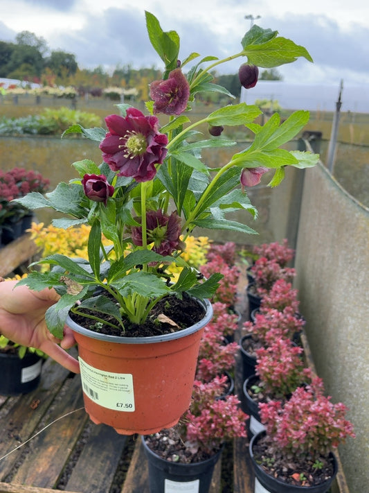 Helleborus Hyb.Havington Red 2 Litre Pot