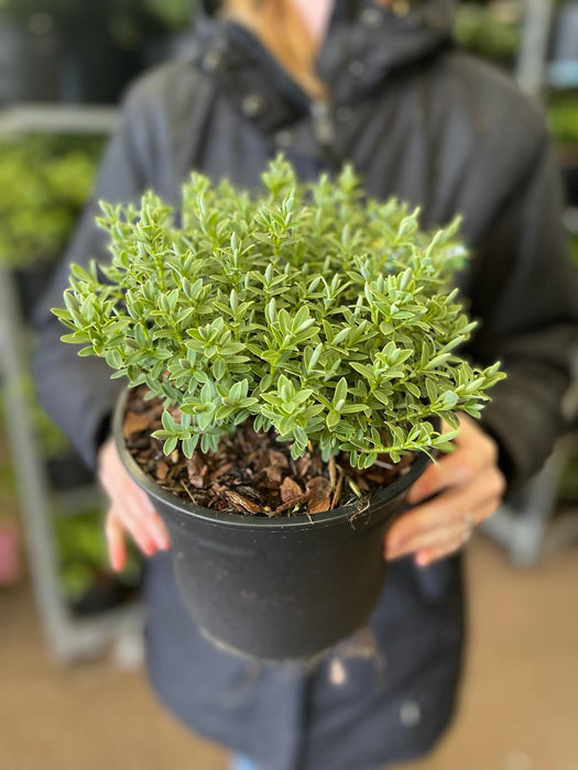 Hebe Vernicosa 3 Litre Pot