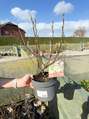 Magnolia Stellata 4 Litre Pot 40/60cm