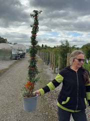 Pyracantha Orange Sapphire 4.5 Litre Pot 80cm