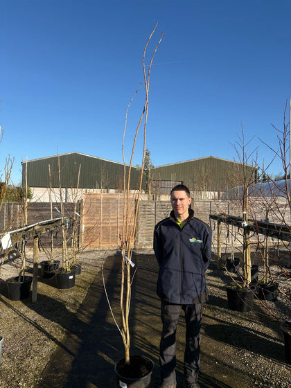 Prunus Amanogawa 20 Litre Pot 180/200cm