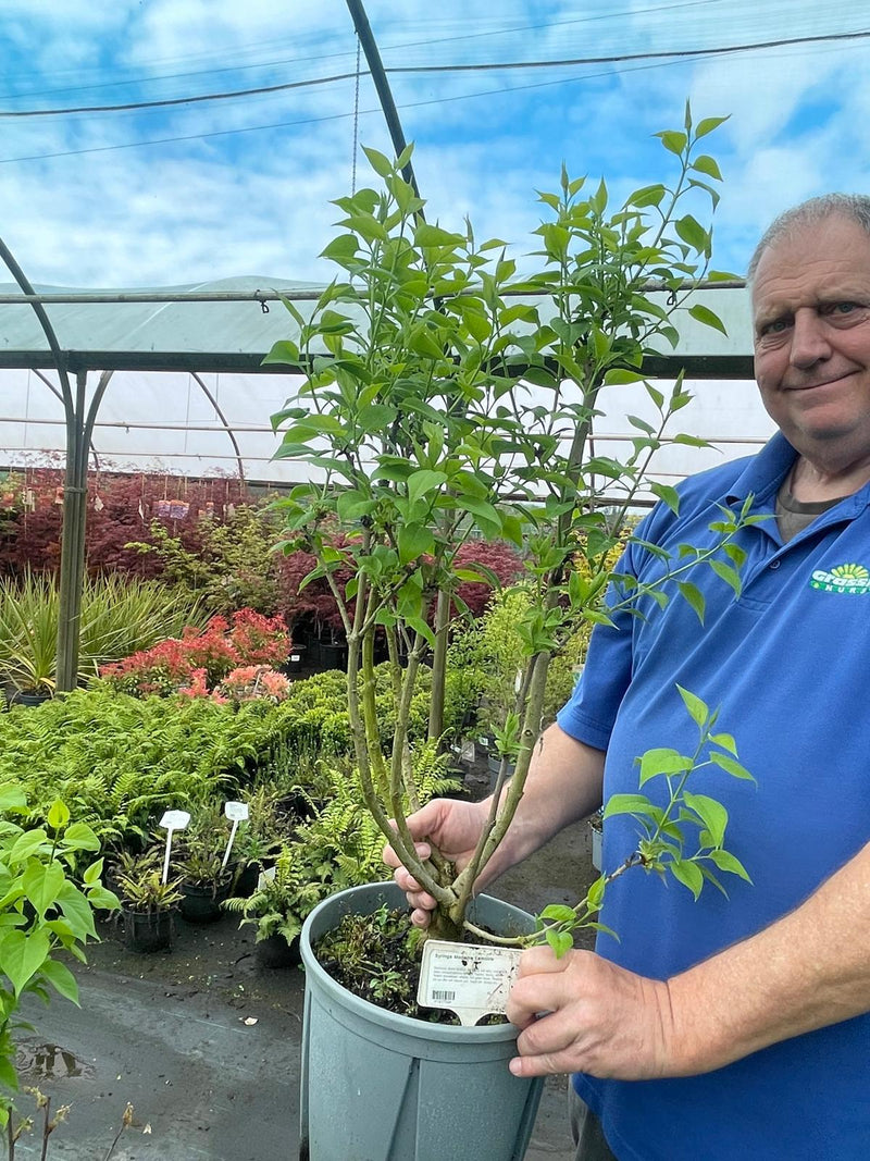 Syringa Madame Lemoine 10 Litre Pot