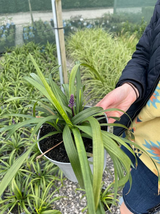 Liriope Royal Purple 2 Litre Pot