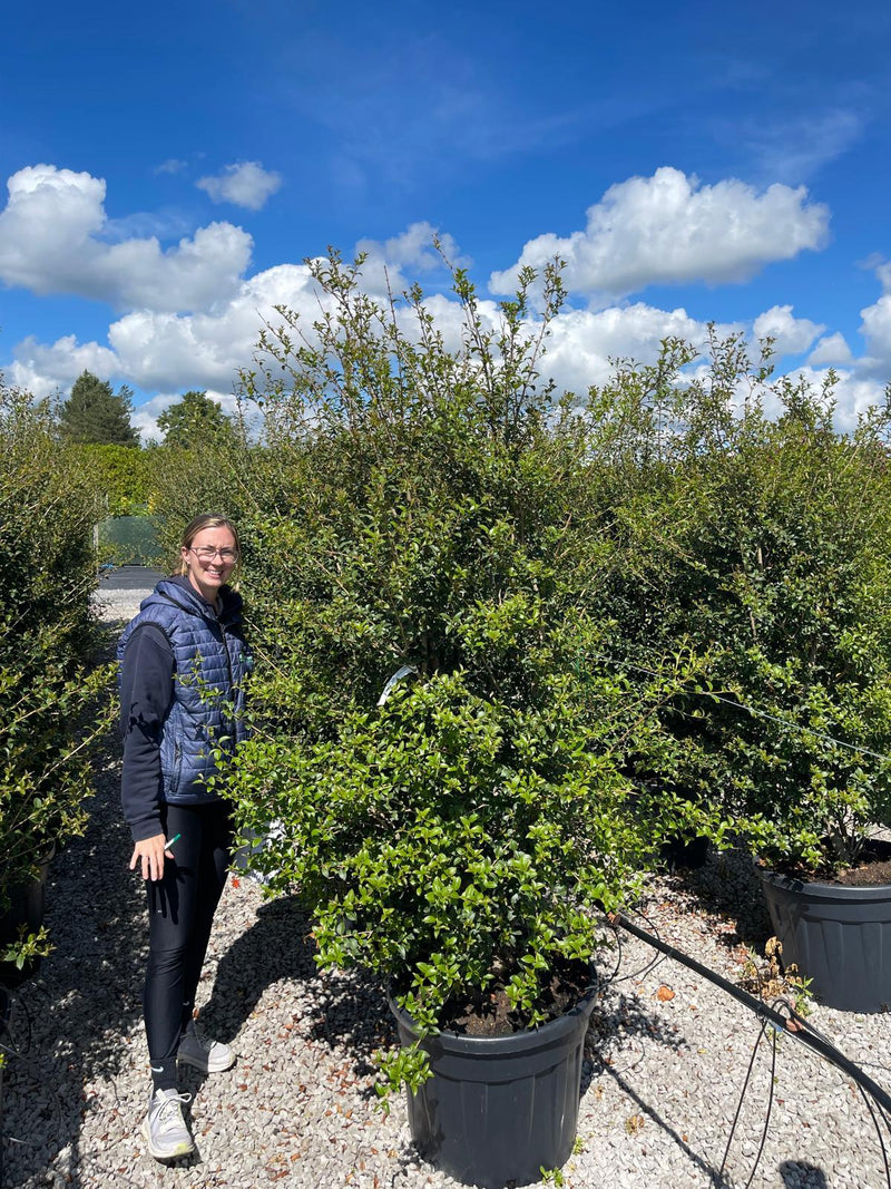 Osmanthus Burkwoodii Specimen 175/200cm