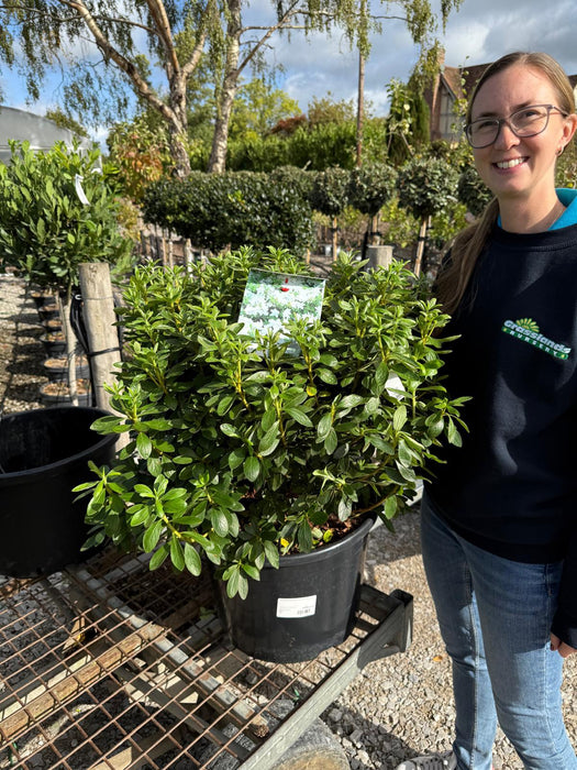 Azalea japonica Luzi 30 Litre Pot