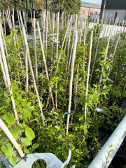 Hornbeam Hedging 4 Litre Pot 80/100