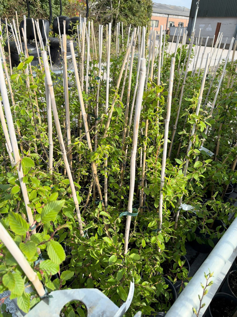 Hornbeam Hedging 4 Litre Pot 80/100