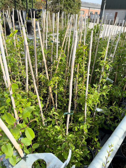 Hornbeam Hedging 4 Litre Pot 80/100