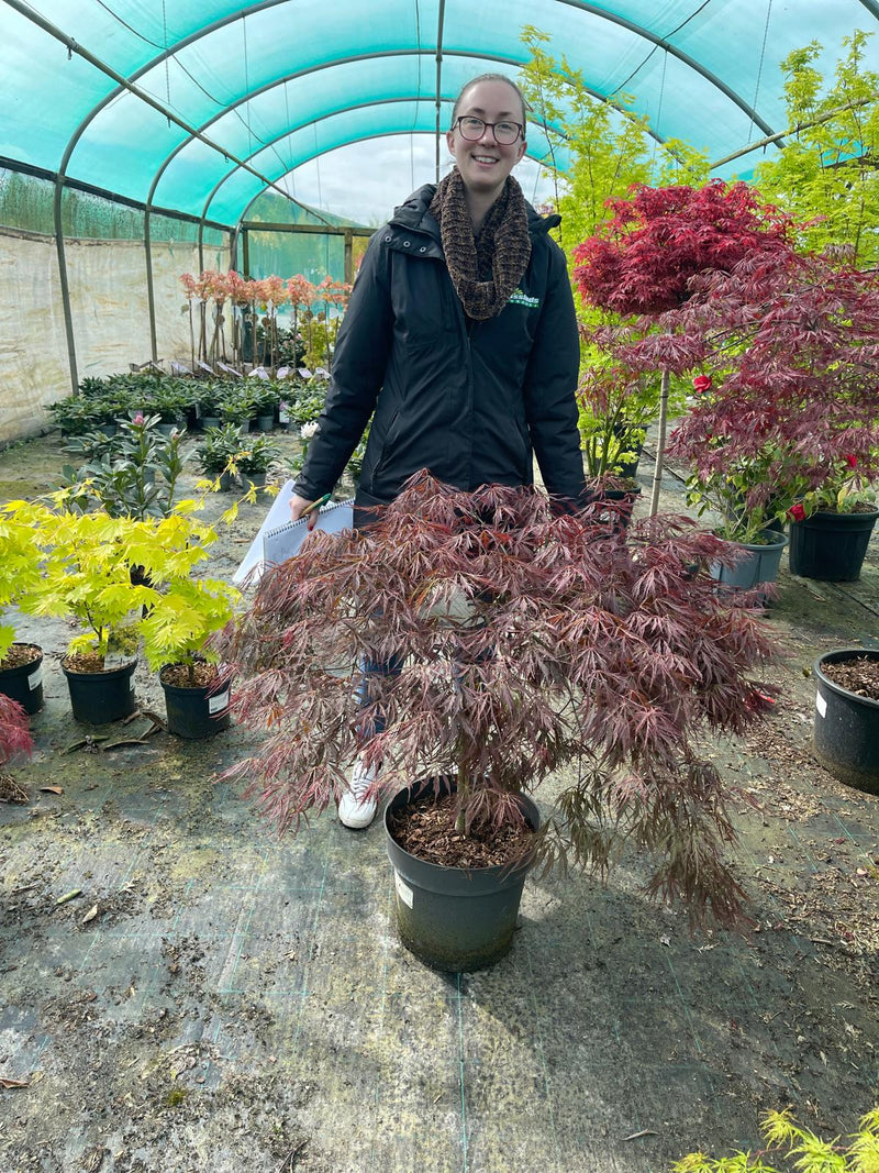Acer palmatum dissectum Garnet 16.5 Litre Pot 50cm Stem