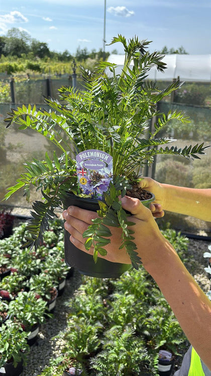 Polemonium Bressingham Purple 2 Litre Pot