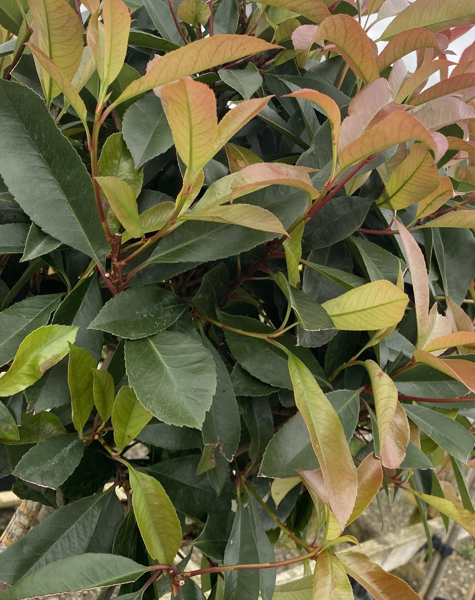 Pleached Photinia Trees (Red Robin) | Established Full Frames ...