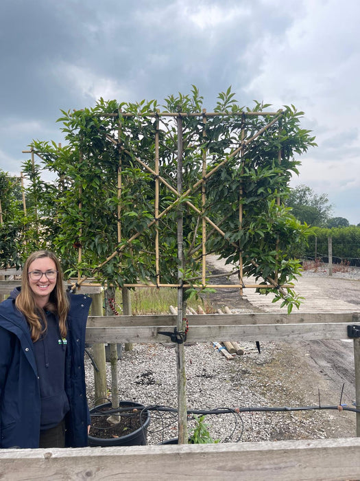 Prunus Lus. Angustifolia Pleached, Stem 110cm, 100cm H x 120cm W 10/12G