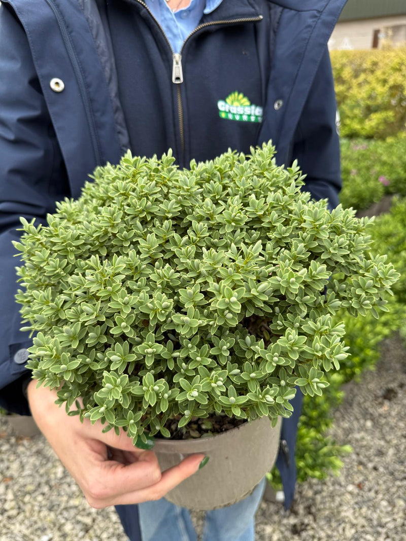 Hebe pinguifolia Sutherlandii 5 Litre Pot