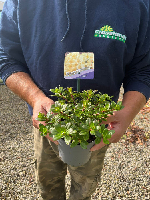 Rhododendron Wren 2.5 Litre Pot