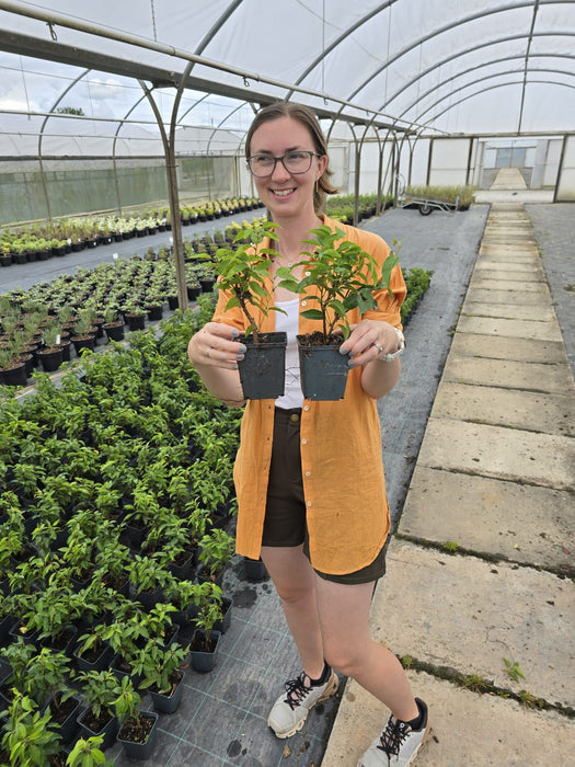 Portuguese Laurel Hedging 11 cm Pot