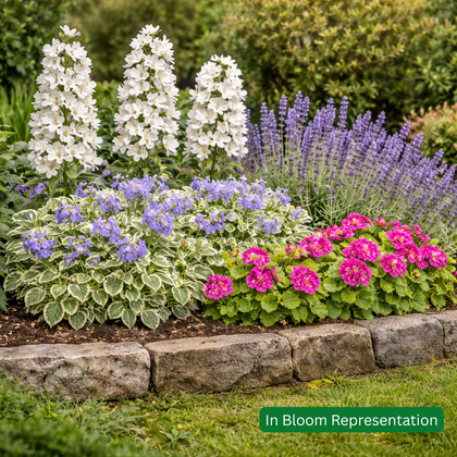 Perennial Plants Butterfly & Bee Border Pack (12 Plants)