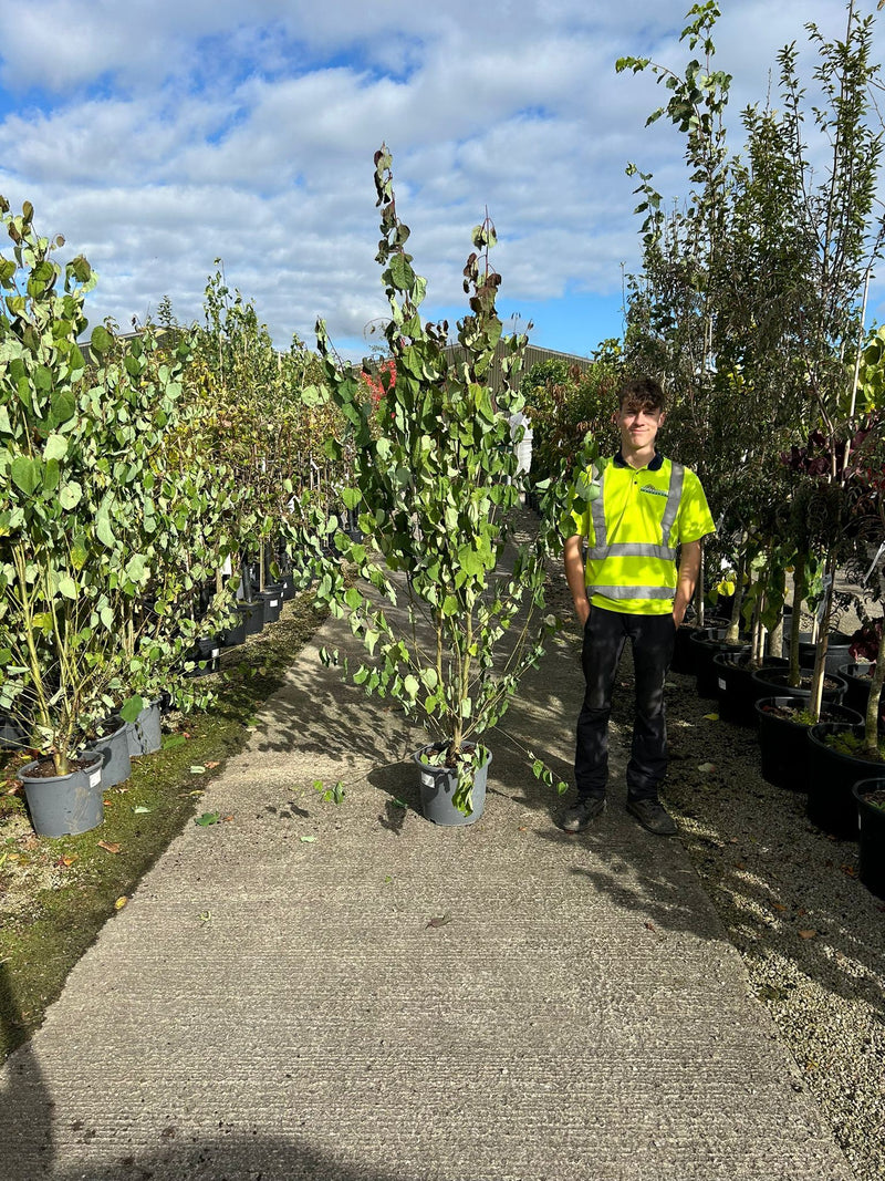 Cercidiphyllum  Japonicum 30 Litre Pot