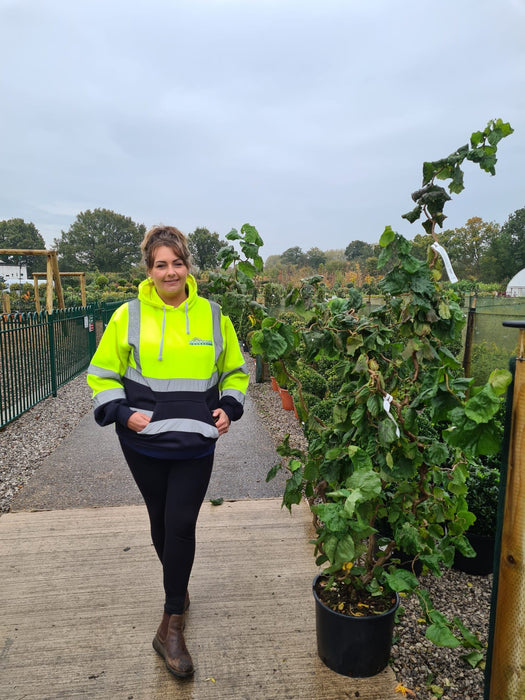 Corylus Contorta 20 Litre Pot 125/150cm Tall