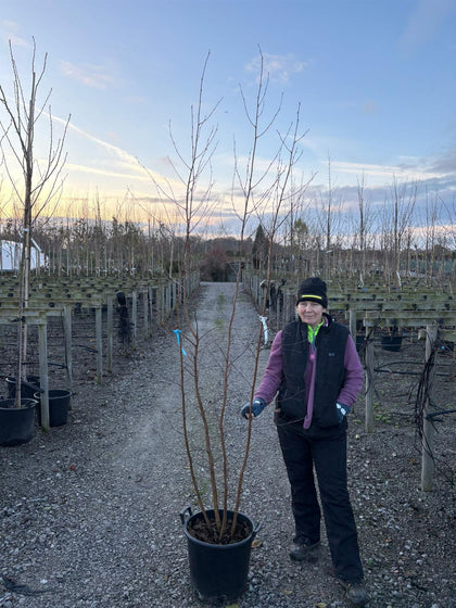 Betula Pendula Multi Stem 200/250cm Pot Grown