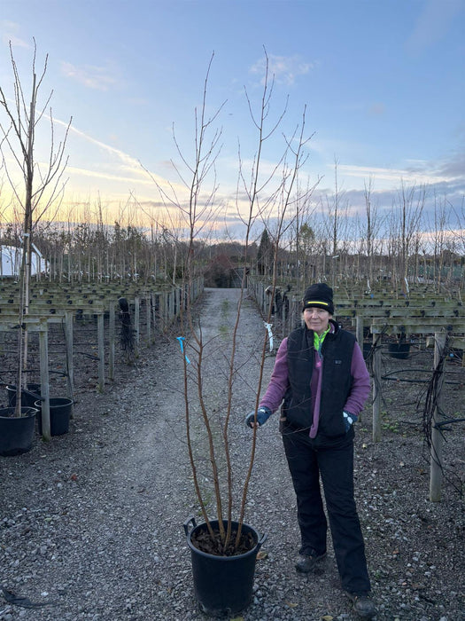 Betula Pendula Multi Stem 200/250cm Pot Grown