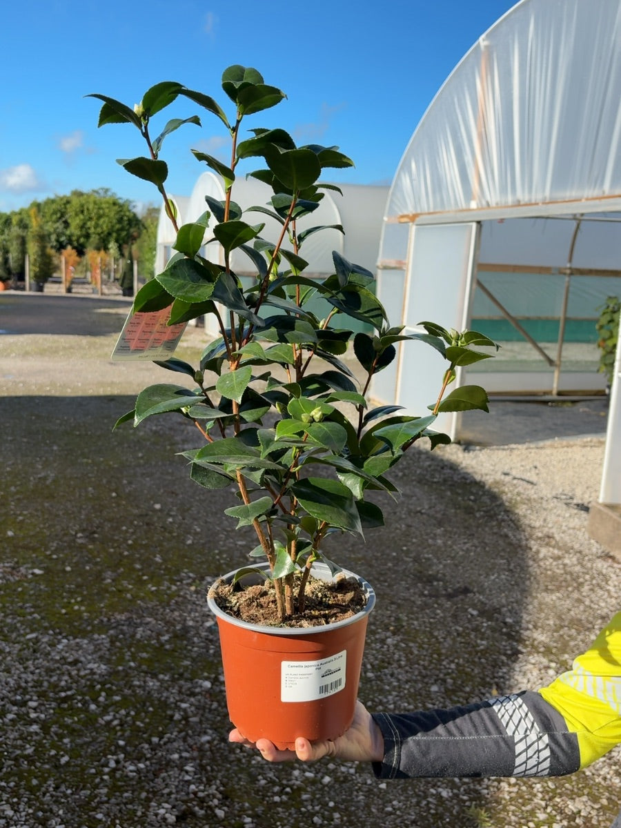 Camellia japonica Australis 3 Litre Pot