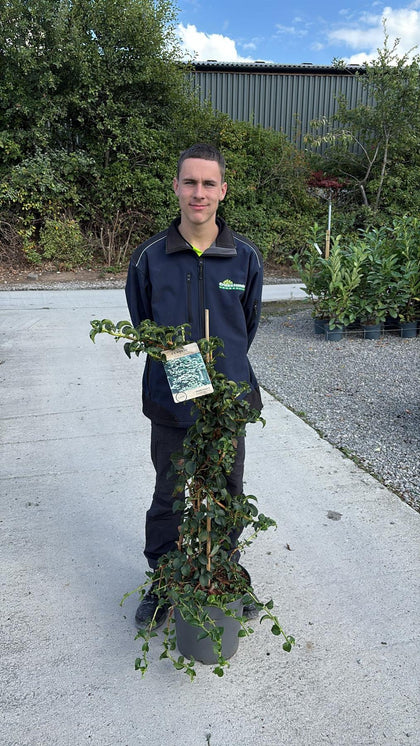 Hydrangea Petiolaris 12 Litre Pot
