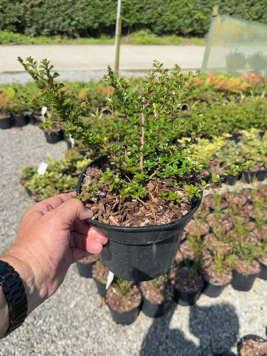 Cotoneaster horizontalis - Wall Spray 3 Litre Pot