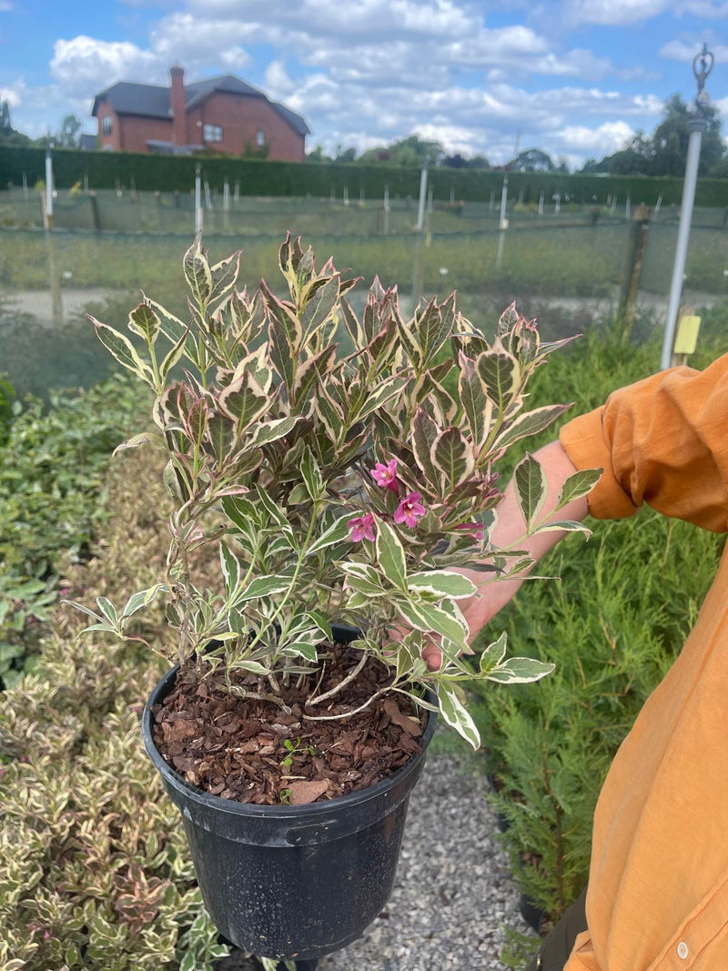 Weigela Florida All Summer Monet 3 Litre Pot