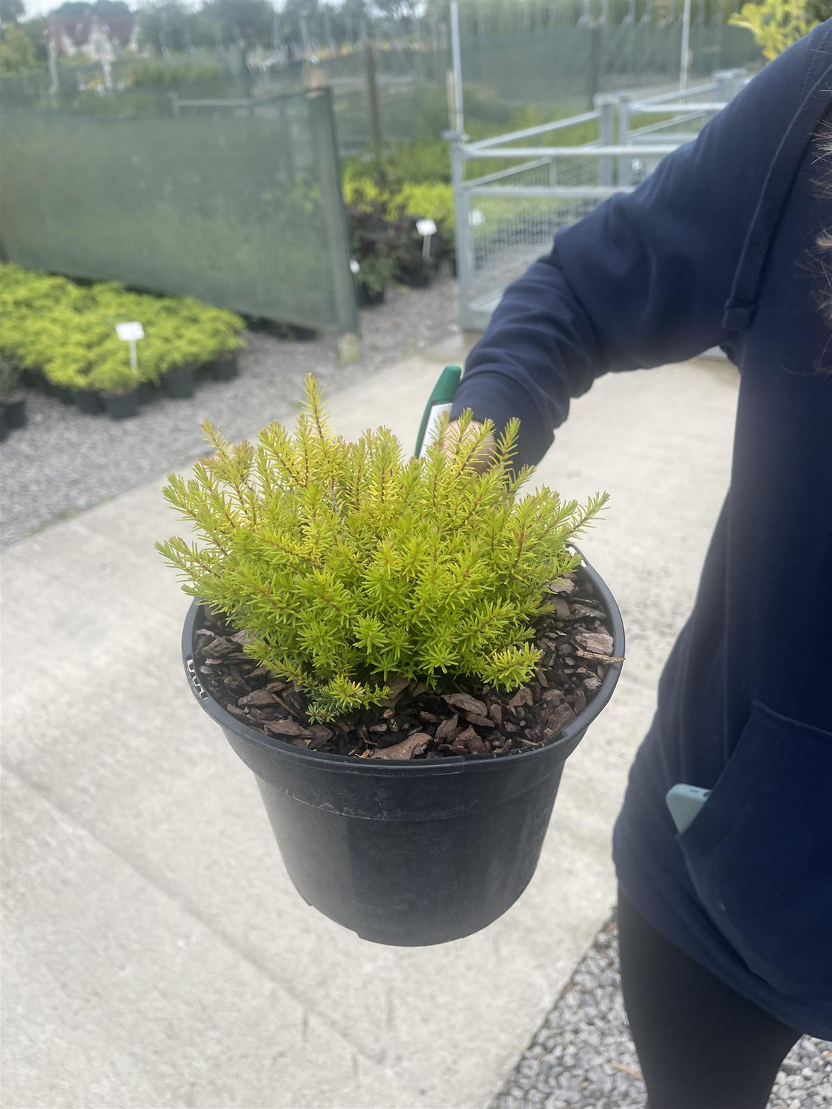 Erica Darleyensis Helen 3 Litre Pot
