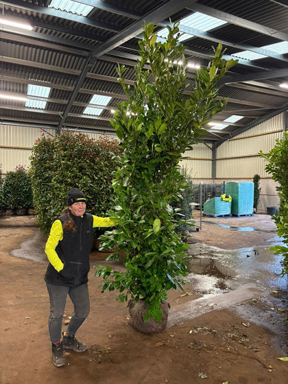Cherry Laurel Hedging 260/300cm Root Ball