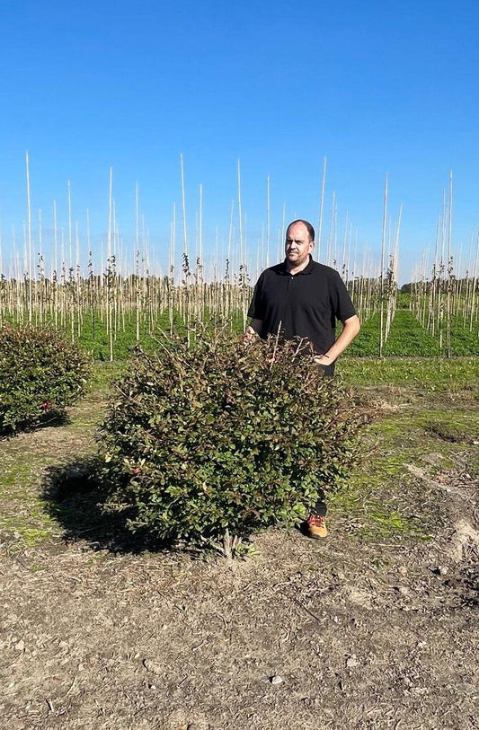 Euonymus Alatus Topiary Ball 120/130cm