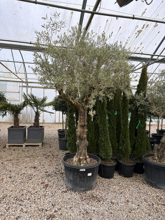 Olive Europea Old Trunk Tree 180 Litre Pot