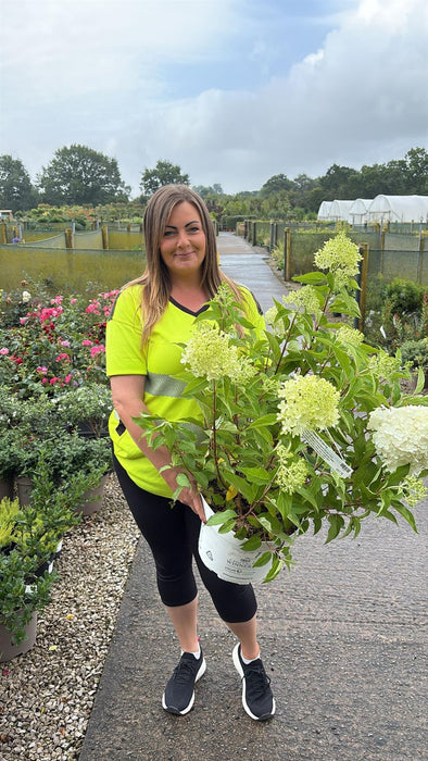 Hydrangea Pan. Pinkachu 10 Litre Pot