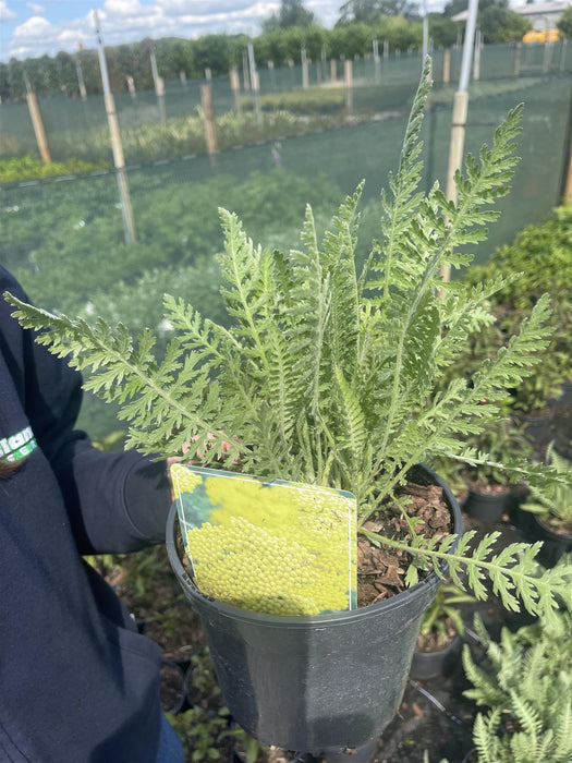 Achillea Coronation Gold 11cm Pot