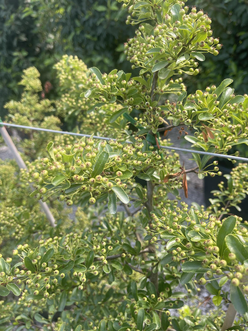 Pyracantha Orange Sapphire 7.5/10 Litre Pot